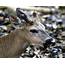 Key Deer Bucks  Noni Cay Photography