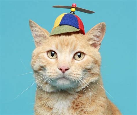 14 Best Hats For Cats That Are Ridiculously Cute