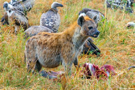 serengeti hyena eating serengeti national park tanzania 2020 steve shames photo gallery