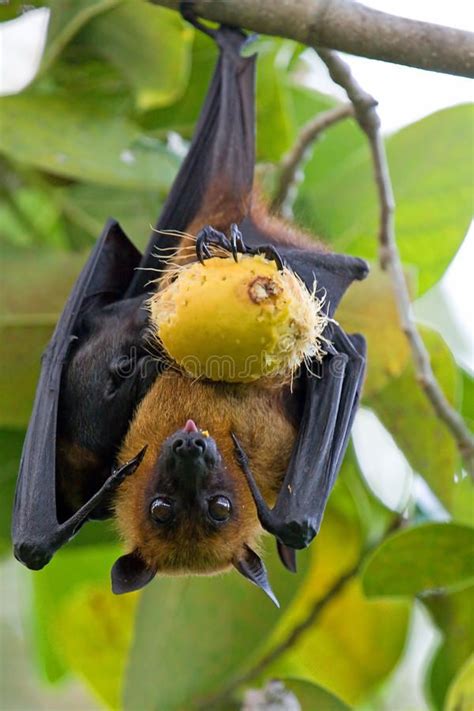 Fruit Bat Flying