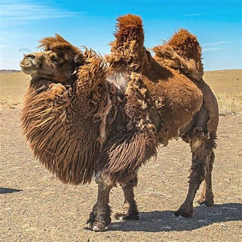 Camels possess several inheritable traits that increase its survival rate in harsh desert climates. When in Mongolia you must ride camels through the Gobi ...