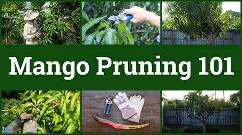 Mango Pruning 101 Youtube