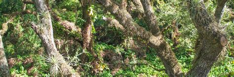 Tree Tops Park Davie Florida Hikes