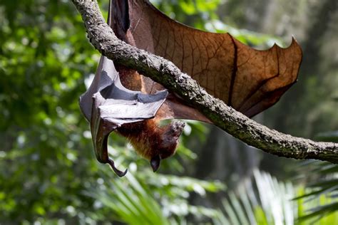 Are Bats Birds? | Wonderopolis