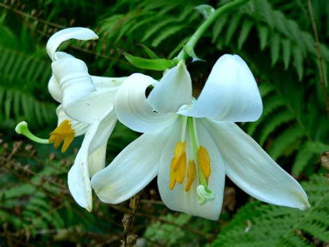 Lily flowers, lakewood, jefferson county, colorado, united states — location on the map, phone, opening hours, reviews. Lilium candidum - Madonna Lily | World of Flowering Plants