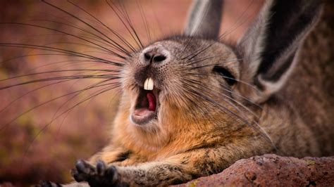 Animals Wildlife Whiskers Rabbits Yawning Mammals Rodent Fauna