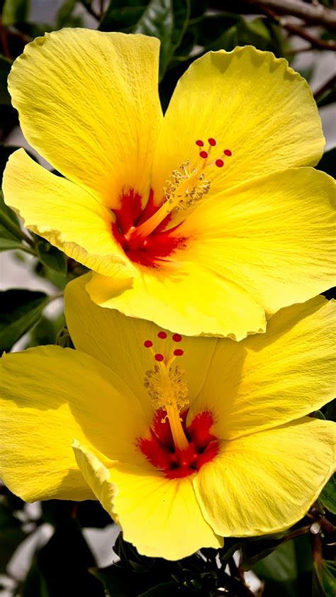 Hibiscus Yellow Wallpaper For Iphone 11 Pro Max X 8 7 6 Free