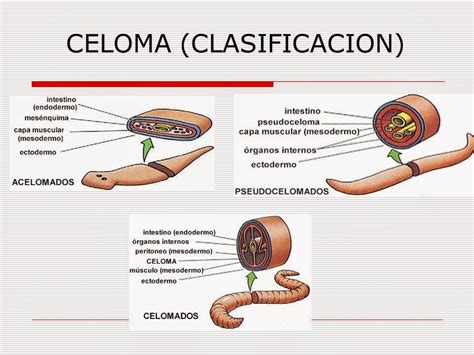 O Celoma é A Cavidade Delimitada Diretamente