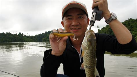 Megabass evoluzion #shimano antares #妻管系手作路亞研究所搖擺鴿#giantsnakehead #小盾鱧#魚虎. Play Fish: Play Fish , Snakehead Fishing in Malaysia 馬來西亞 魚虎 三間之旅
