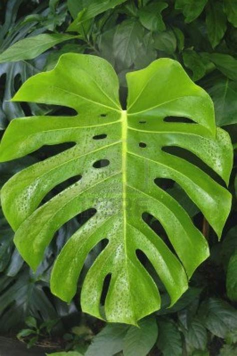 Outdoor Plants With Big Leaves Home Design Ideas