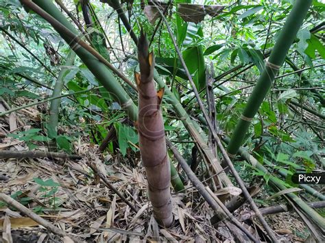 Image Of Baby Bamboo Plant Growing Photo From Arunachal Pradesh North