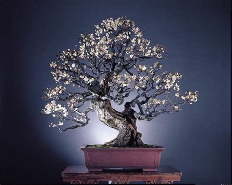 We did not find results for: Prunus | Bonsai garden, Bonsai tree, Bonsai