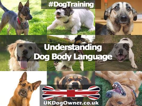 Understanding Dog Body Language Uk Dog Owner