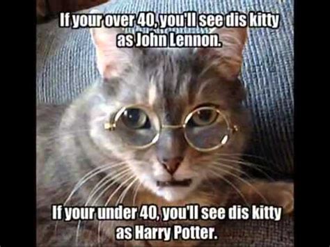 Can be that will wonderful???. Funny Cat Memes - YouTube