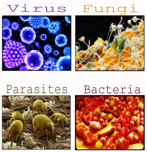 Common Microbes That Cause Diseases