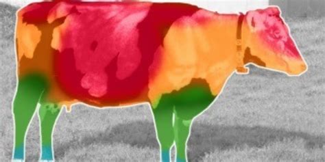 Heat Stress In Cattle Oakhill Veterinary Centre