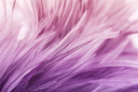 Pastel Colored Of Chicken Feathers In Soft And Blur Style For