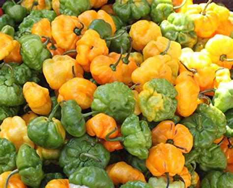 Best Fresh Scotch Bonnet Peppers To Try This Season