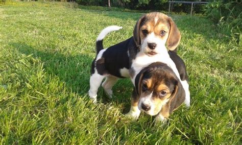 Last puppy getting ready to go to his new home! Beagle Puppies For Sale | Dallas, TX #202585 | Petzlover
