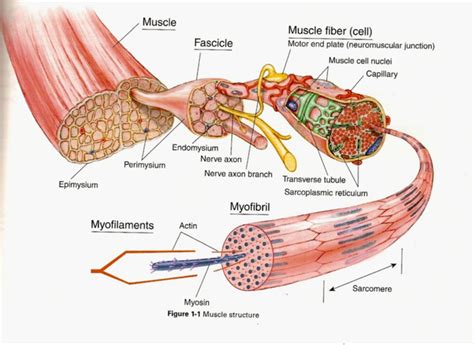Describe The Gross Structure Of Skeletal Muscle