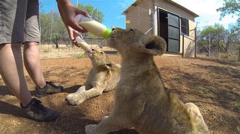 Lion Cub Feeding Youtube