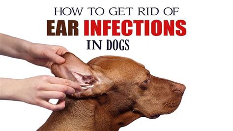 When Severe Bacterial Infection Of Canine Ear Infection Treatment