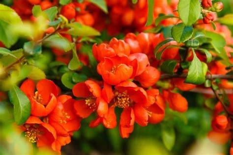 Flowering Quince Chaenomeles Speciosa How To Grow And Care Florgeous