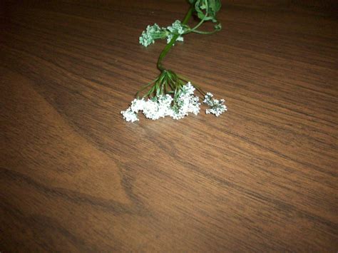 Weed With Clusters Of White Flowers Plantdoc