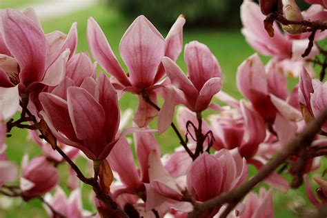Tulip Tree Flower Spring Flowers Free Nature Pictures By