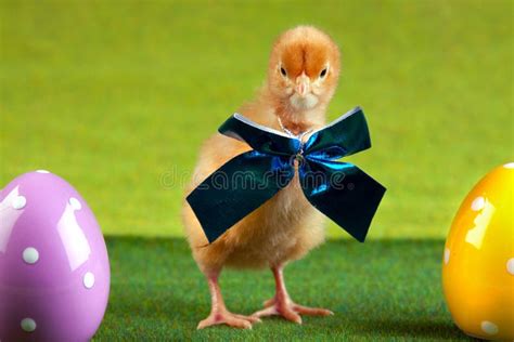 Easter Chick And Eggs Stock Image Image Of Holiday Colored 12948947
