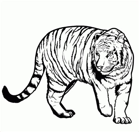 Excellent Coloriage Tigre Pics Coloriage
