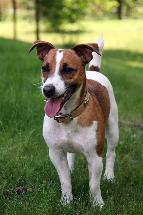The real jack russell terrier may be any height between 10 and 15 (at the shoulder), it may vary in coats, markings, type, and for sure personality. Jack Russell Terrier - Simple English Wikipedia, the free ...