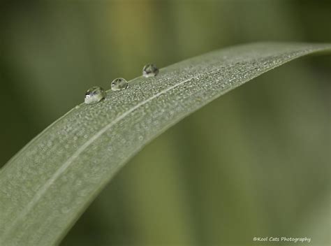 Dew Drops 3 Dew Drops On Leaf Kool Cats Photography Over 15