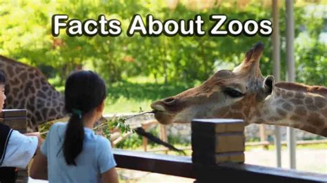 Top 10 Facts About Zoos Topessaywriter