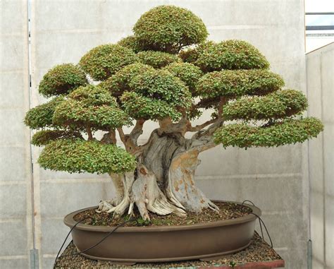 Check spelling or type a new query. Pin by Amie Santos on Home Decor | Bonsai tree, Indoor ...