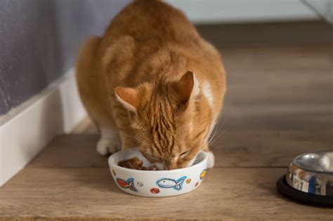 Give wet or moistened dry food, mixed with formula to form a slush. The 7 Best Canned Cat Foods of 2021