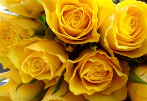 Most beautiful full hd rose background wallpapers collection for desktop, laptop, mobile phone, tablet and other devices. Yellow Rose Wallpapers Images Photos Pictures Backgrounds