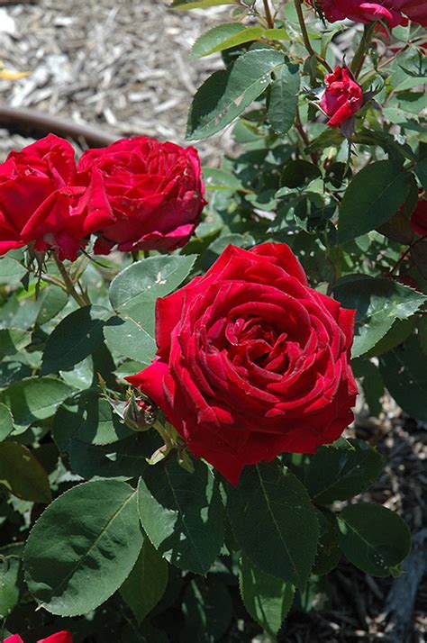 Kashmir Rose (Rosa 'Kashmir') in Burlington Williston ...