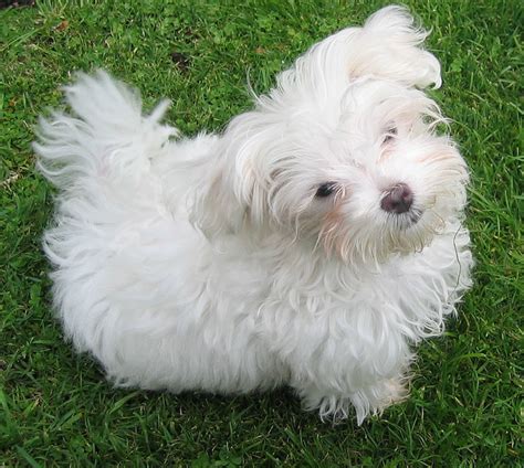 Some breeds have an all black fur with white patterns while others come with a primary white. Maltese - The Roman Ladies' Dog - Dog Breed Answers