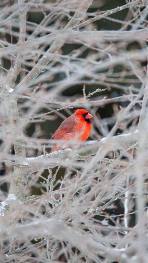 Download Wallpaper 1350x2400 Red Cardinal Bird Tree Branches Snow