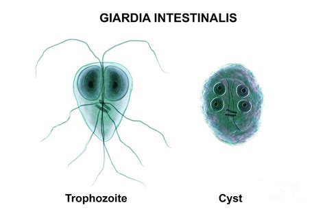 Giardia Intestinalis Protozoan 1 Photograph By Kateryna Konscience