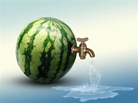 Watermelon/cantaloupe/honeydew (no seeds!) peeled apples. 15 Things About Can Cats Eat Watermelon | Why Cats Enjoy ...