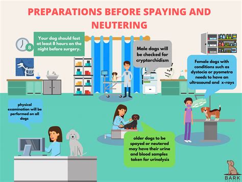 How To Spay And Neuter A Dog: A Step-By-Step Guide | Bark For More