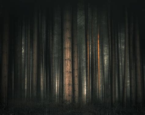 1920x1080px 1080p Free Download Dark Forest Trees Ultra Nature