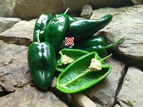 Ancho Poblano Pepper Bounty Hunter Seeds Heirloom Peppers