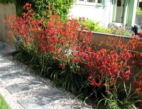 Maybe you would like to learn more about one of these? Drought Resistant Plants List