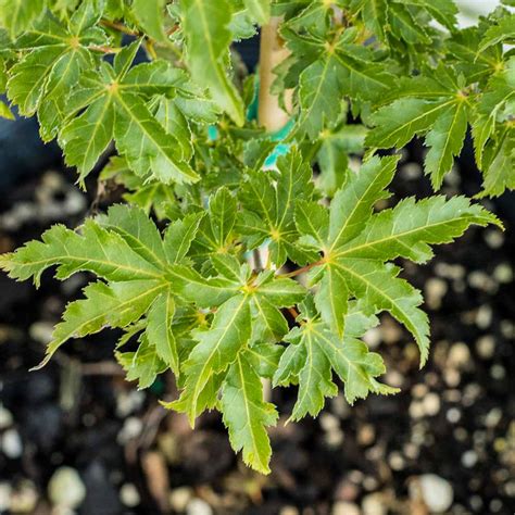 Order now for fall or spring. Acer Lion's Head Shishigashira Japanese Maple - Shop Sugar ...