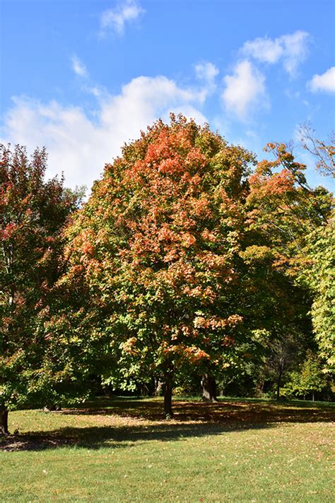 Check spelling or type a new query. Green Column Black Maple (Acer nigrum 'Green Column') in ...