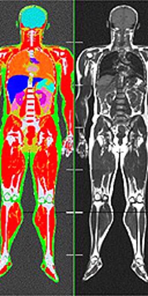 While this is true in the case of the external human body, the organization of the internal organs is now that you have known the organs on the left side of the body, can you guess which are located on the right? Are You 'Fat'? This Is How Your Body Looks Like Inside ...