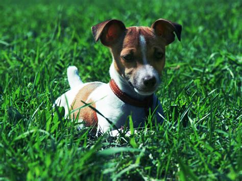 7 Small Dog Breed Myths And Misconceptions Revealed Uk Pets